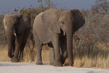 two elephants walking