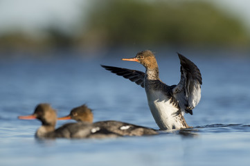 Flapping Red-breasted Merganser