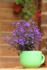 purple lobelia growing in a green cup