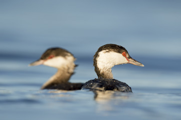 Horned Grebe Pair