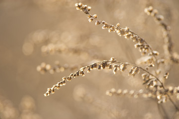 Naklejka premium Brown Bush Glowing in Sun