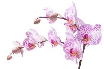 bouquet of orchids