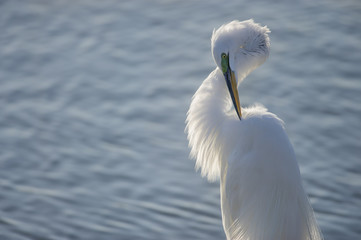 Great Egret Preening