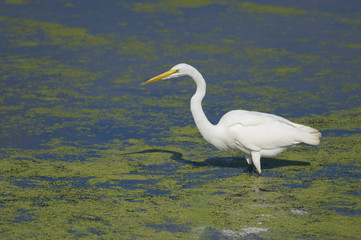 Great Egret and Shadow
