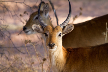 impalas