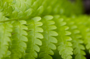 Obraz premium Fern Pattern