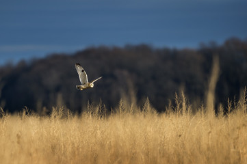 Fototapeta premium Short-eared Owl Hunting a Field