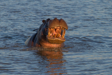  Hippopotamus smile