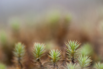 Close Up Bunch of Pine