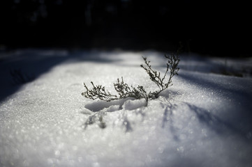 Small Plant Growing Through Fresh Snow