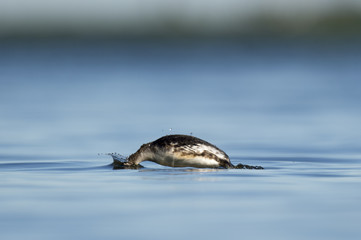 Diving Horned Grebe