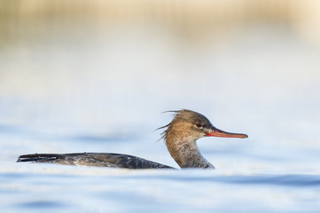 High Key Red-breasted Merganser