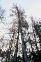 alberi alti in bosco sopra bolzano