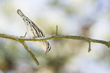 Black and White Warbler Looking Down