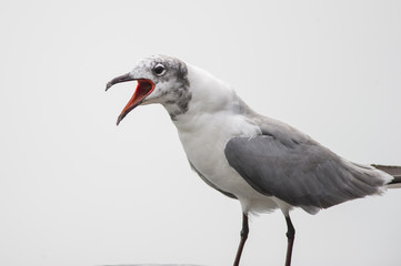 Screaming Laughing Gull