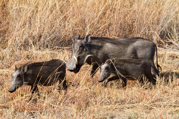 warthog family
