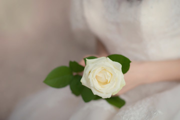 White rose in the hands of the bride