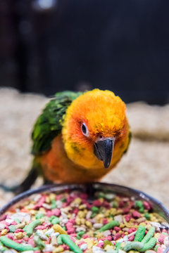 Can Sun Conures Eat Candy: The Sweet Truth Revealed