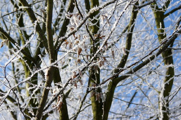 drzewa pokryte szadzią © Konrad_elx