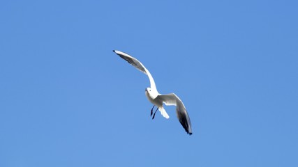 Gaviota girando