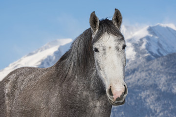 Fototapeta na wymiar Portrait of a beautiful horse