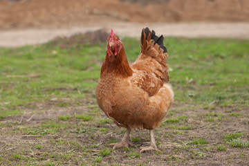 Brown chiken