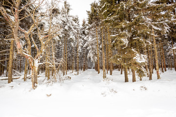 Fototapeta premium An lot of trees