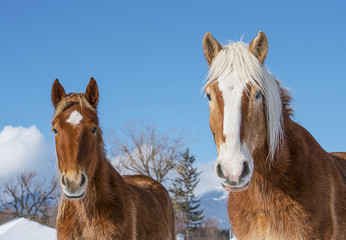 Portrait of a two beautiful horses
