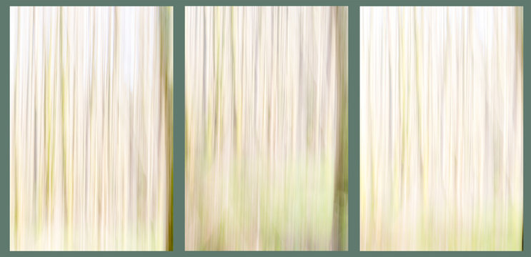 Im Moorwald