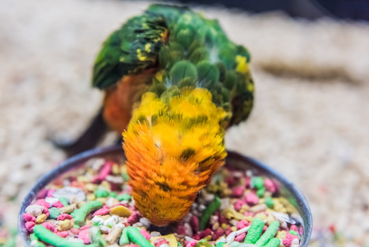 Sun fancy conure colorful parrot eating from bowl