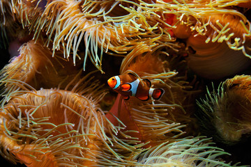 Clown Fish (Amphiprion ocellaris) and sea anemones as background, also known as the Ocellaris Clownfish , False Percula Clownfish or Common clownfish - obrazy, fototapety, plakaty