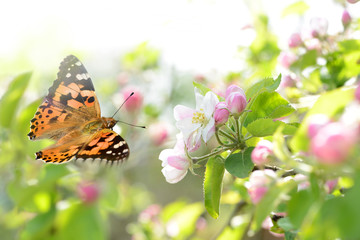 Schmetterling 224 © K.-U. Häßler