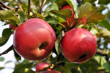 big red apples hanging on a branch