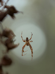 Just hanging around