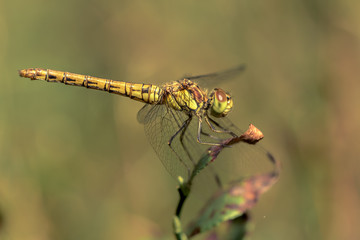 Resting in the sun