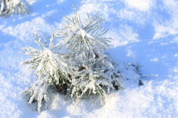 winter,januar, col,d, white, snow, tree, nature, forest,way