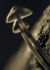 Mushrooms