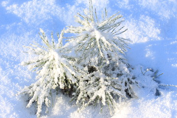 winter,januar, col,d, white, snow, tree, nature, forest,way