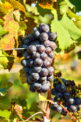 Vertical closeup of dark red wine grapes in sunlight at vineyard