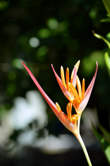 Obraz premium Heliconia psittacorum flower