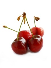 purple and red,ripe,juicy cherries
