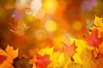 Fototapeta na wymiar Autumn leaf background