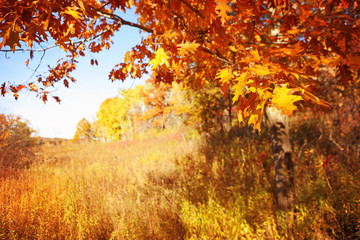 Fototapeta na wymiar Autumn scene in Wisconsin