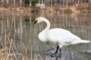 Papier Peint photo autocollant Cygne Closeup of swan standing on frozen lake during winter