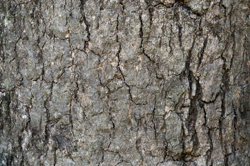 close up old brown wood bark texture for background with copy space