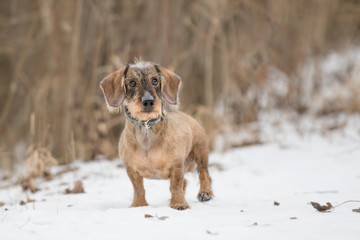 Zwergrauhaardackel beim Spielen im Schnee