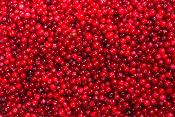 Red ripe cranberries background