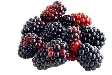 wild blackberries from forest