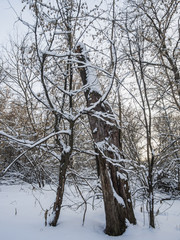 old tree trunk
