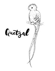 hand drawn graphic isolated bird Quetzal with handwritten words